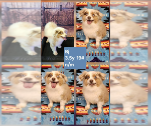 Australian Shepherd-Unknown Mix Dogs for adoption in Cranston, RI, USA