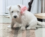 Puppy Puppy 2 Reggie West Highland White Terrier
