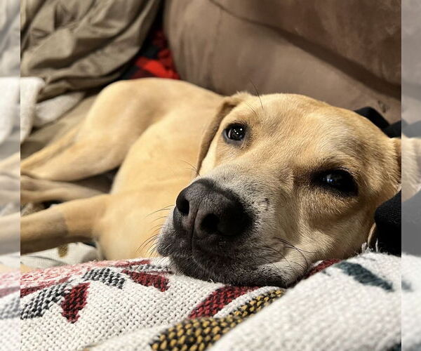 Medium Photo #6 Labrador Retriever-Unknown Mix Puppy For Sale in Greenbelt, MD, USA
