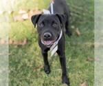 Small #8 Labrador Retriever Mix