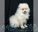 Small #7 Pomeranian