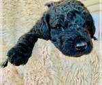 Small Photo #5 Goldendoodle Puppy For Sale in COLUMBIA CITY, IN, USA
