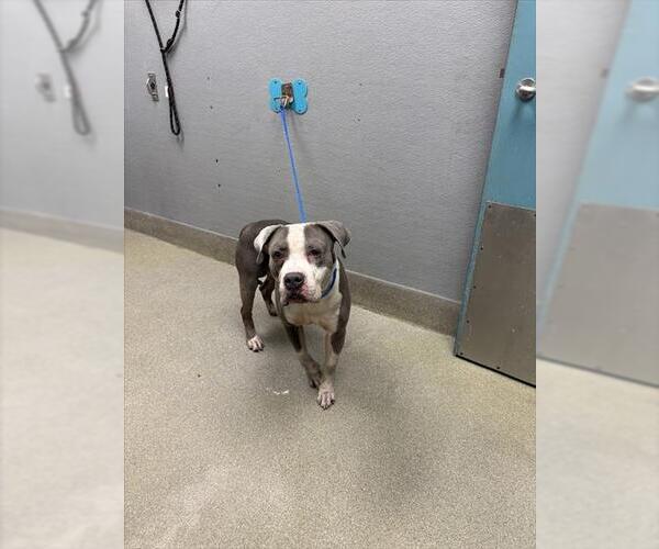 Medium Photo #1 American Pit Bull Terrier-Unknown Mix Puppy For Sale in Las Vegas, NV, USA