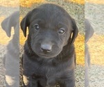 Small #2 Labrador Retriever
