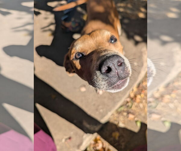 Medium Photo #3 Mutt Puppy For Sale in Overland Park, KS, USA