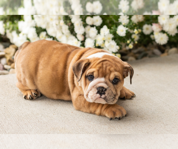 Medium Photo #7 English Bulldog Puppy For Sale in BOURBON, IN, USA