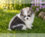 Small Photo #3 Pomeranian Puppy For Sale in CLARE, MI, USA
