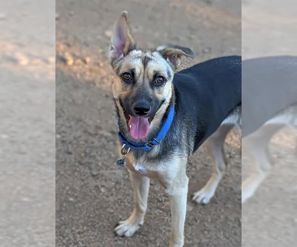 Medium Photo #2 German Shepherd Dog-Unknown Mix Puppy For Sale in Sacramento, CA, USA