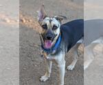 Small #1 German Shepherd Dog Mix