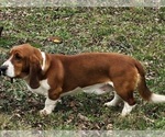 Small Photo #1 Basset Hound Puppy For Sale in BYHALIA, MS, USA