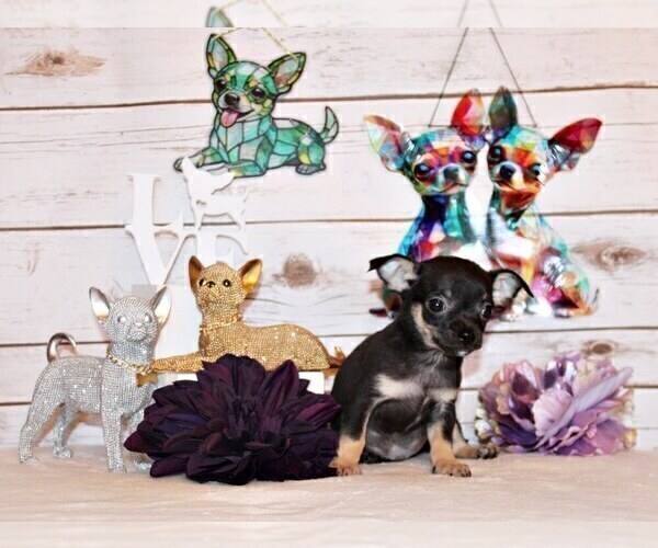 Medium Photo #58 Chihuahua Puppy For Sale in CHARLESTON, AR, USA