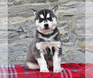 Siberian Husky Puppy for sale in HAGERSTOWN, MD, USA