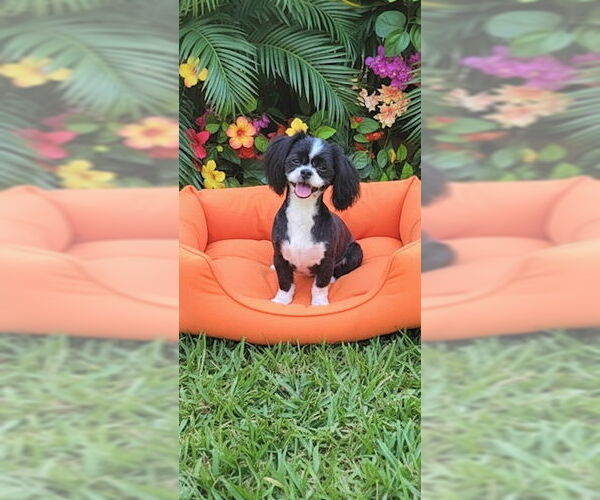 Medium Photo #3 Shih Tzu Puppy For Sale in Weston, FL, USA