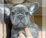 Small Photo #22 French Bulldog Puppy For Sale in TACOMA, WA, USA