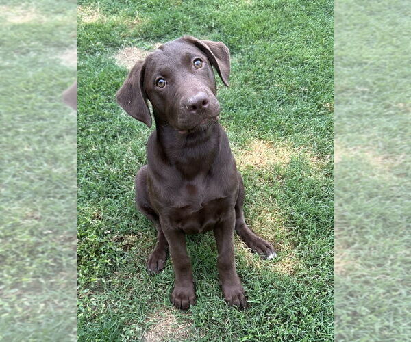 Medium Photo #3 Labrador Retriever-Mountain Cur Mix Puppy For Sale in Boston, MA, USA
