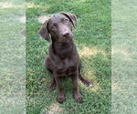 Small #2 Labrador Retriever-Mountain Cur Mix