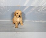 Small #8 Golden Retriever