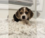 Small Photo #2 Beagle Puppy For Sale in PARAGON, IN, USA