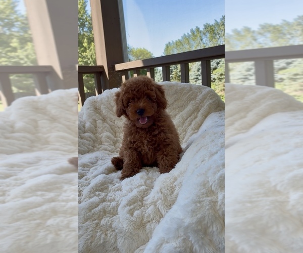 Medium Photo #1 Goldendoodle mix (+ Poodle Miniature) Puppy For Sale in RANDOLPH, WI, USA