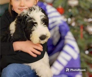 Sheepadoodle Puppy for sale in BUCKHANNON, WV, USA