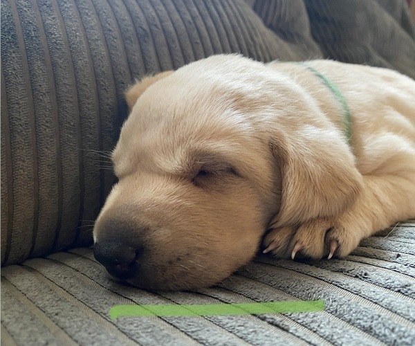 Medium Photo #8 Labrador Retriever Puppy For Sale in PRINCETON, MN, USA