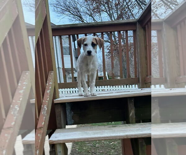 Medium Photo #4 Lab-Pointer Puppy For Sale in Hillsboro, MO, USA