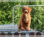 Small Photo #1 Cavapoo-Poodle (Miniature) Mix Puppy For Sale in DUNNVILLE, KY, USA