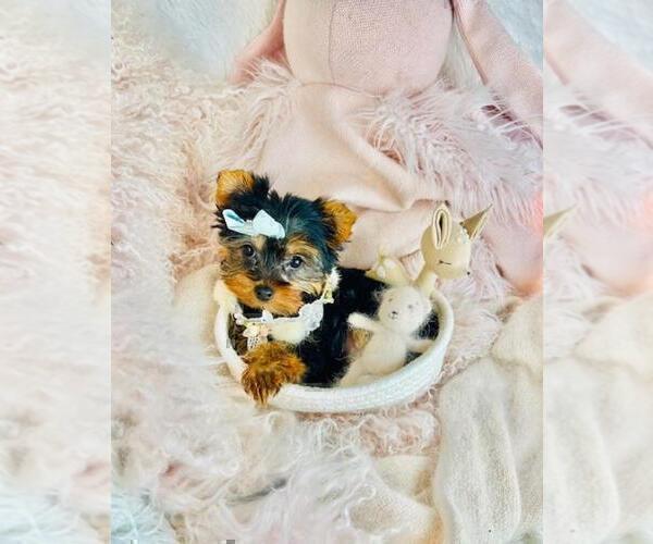 Medium Photo #22 Yorkshire Terrier Puppy For Sale in TAMPA, FL, USA