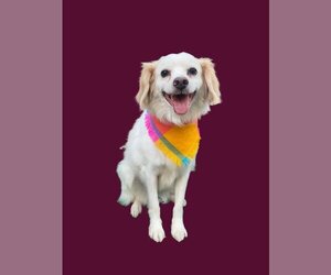 Collie Dogs for adoption in Auburn, WA, USA