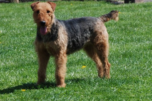 Medium Photo #1 Airedale Terrier Puppy For Sale in APPLE GROVE, WV, USA