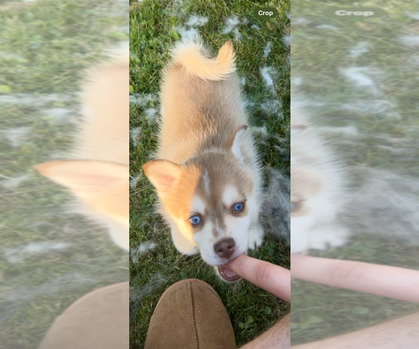Medium Photo #1 Pomsky Puppy For Sale in NORWICH, NY, USA
