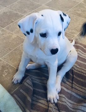 Medium Photo #1 Dalmatian Puppy For Sale in ASHEBORO, NC, USA