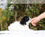 Small #38 ShihPoo