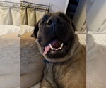 Small #3 Mastiff