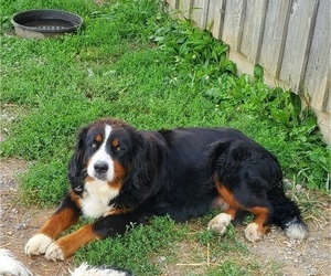 Mother of the Bernese Mountain Dog puppies born on 03/08/2025