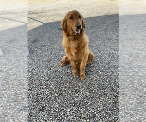 Golden Retriever Dog for Adoption in COLVILLE, Washington USA