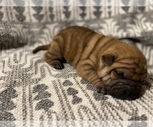 Chinese Shar-Pei Puppy for sale in MERRITT IS, FL, USA