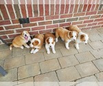 Small #3 English Shepherd