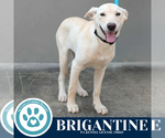Small #3 Huskies -Labrador Retriever Mix