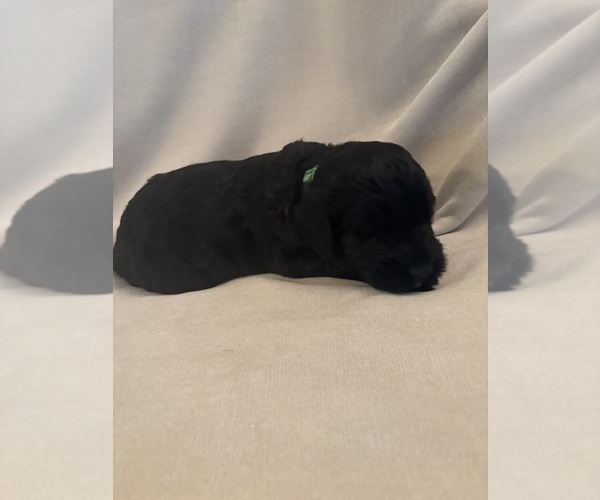 Medium Photo #4 Schnoodle (Giant) Puppy For Sale in MINNEAPOLIS, MN, USA