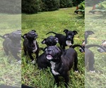 Small #2 Staffordshire Bull Terrier