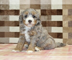 Bernedoodle (Miniature) Puppy for sale in DENVER, PA, USA