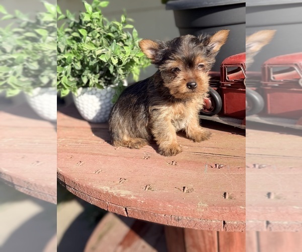 Medium Photo #5 Yorkshire Terrier Puppy For Sale in MADERA, CA, USA