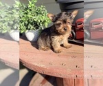 Small #4 Yorkshire Terrier