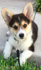 Pembroke Welsh Corgi Puppy for sale in MISSION, TX, USA