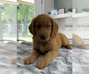 Golden Retriever Puppy for sale in INDIANAPOLIS, IN, USA