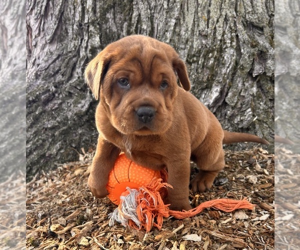 Medium Photo #4 Cocker-Pei Puppy For Sale in MIDDLEBURY, IN, USA