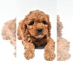 Small #58 Goldendoodle mix (+ Poodle Miniature)