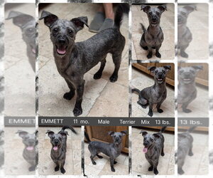 Mutt Dogs for adoption in Mesa, AZ, USA