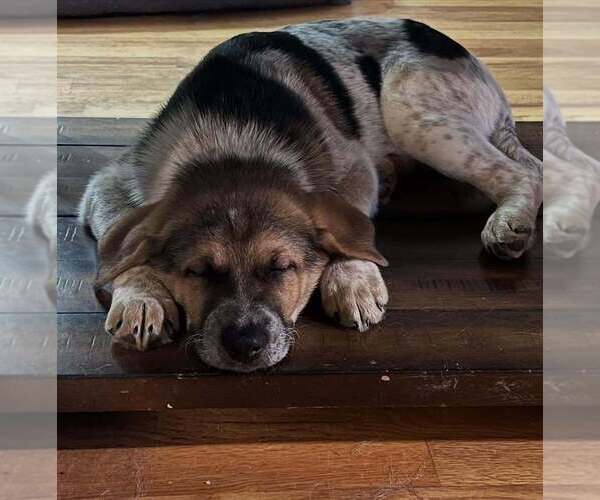 Medium Photo #4 Mutt Puppy For Sale in Candler, NC, USA